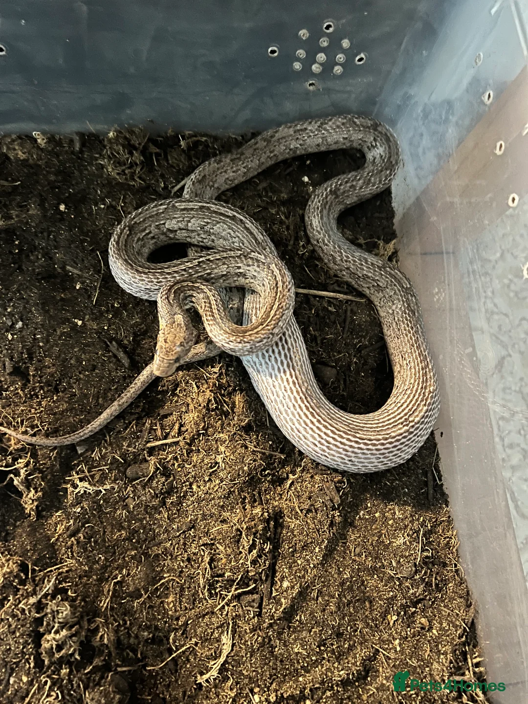 Corn Snake reptiles for sale: Rare morph corn snake - Advert 1