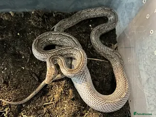 Corn Snake reptiles Rare morph corn snake - Advert 3