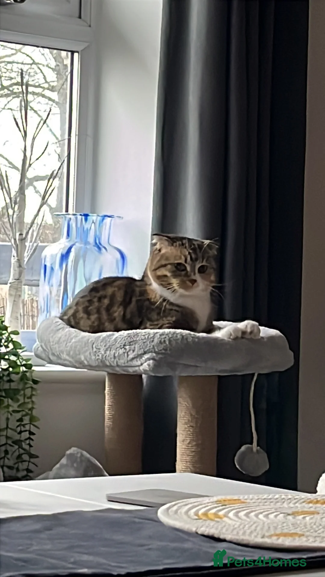 Scottish Fold cats for sale: Moose- Scottish fold  - Advert 1