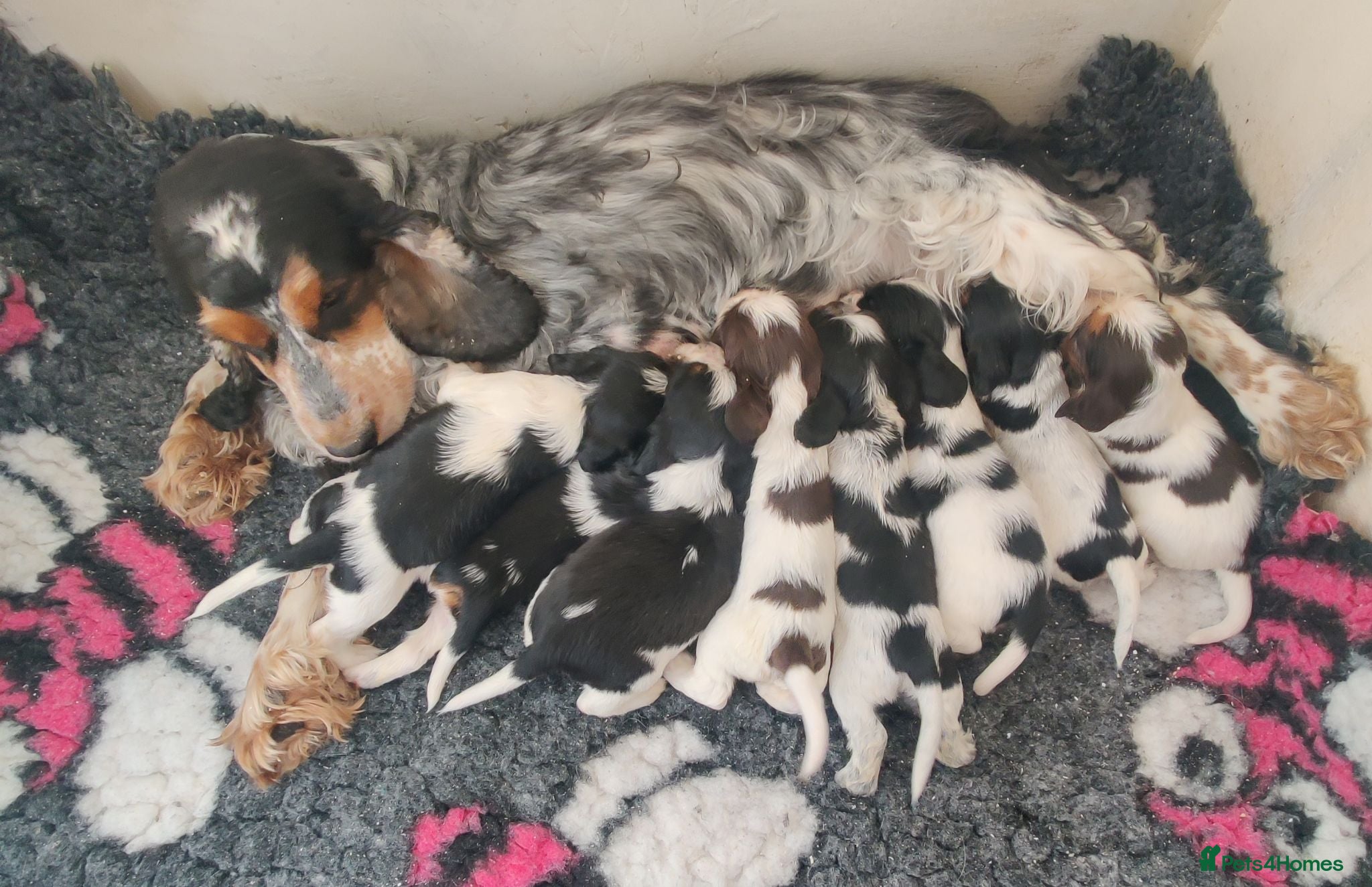 Cocker Spaniel dogs KC / Health tested Show Type Cocker Spaniels  - Advert 1