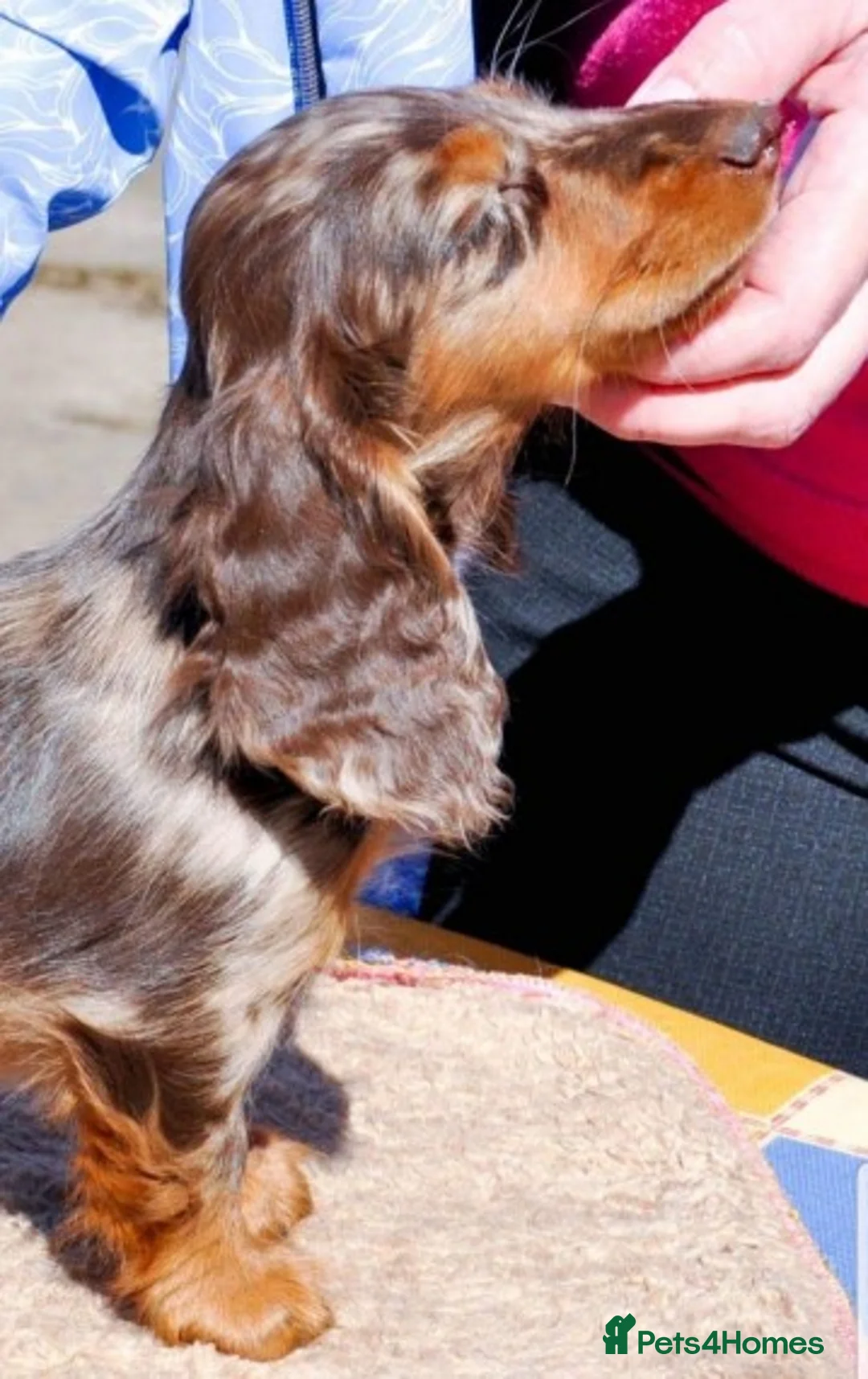 Dachshund dogs for stud: *STUD* Minature Long Haired Dachshund PRA 1 Clear in Waltham Abbey - Advert 7