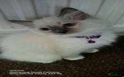 Ragdoll cats for sale: GCCF REG 6 fluffy kittens - Image 8
