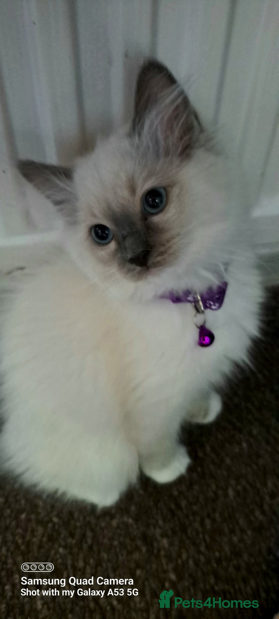 Ragdoll cats for sale: GCCF REG 6 fluffy kittens - Image 8