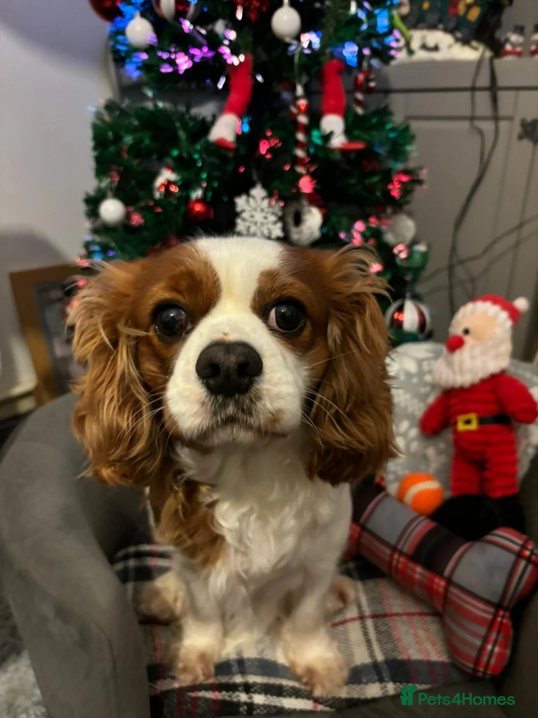 Cavapoo dogs for sale: Gorgeous red F1 Cavapoos for Sale - Advert 6