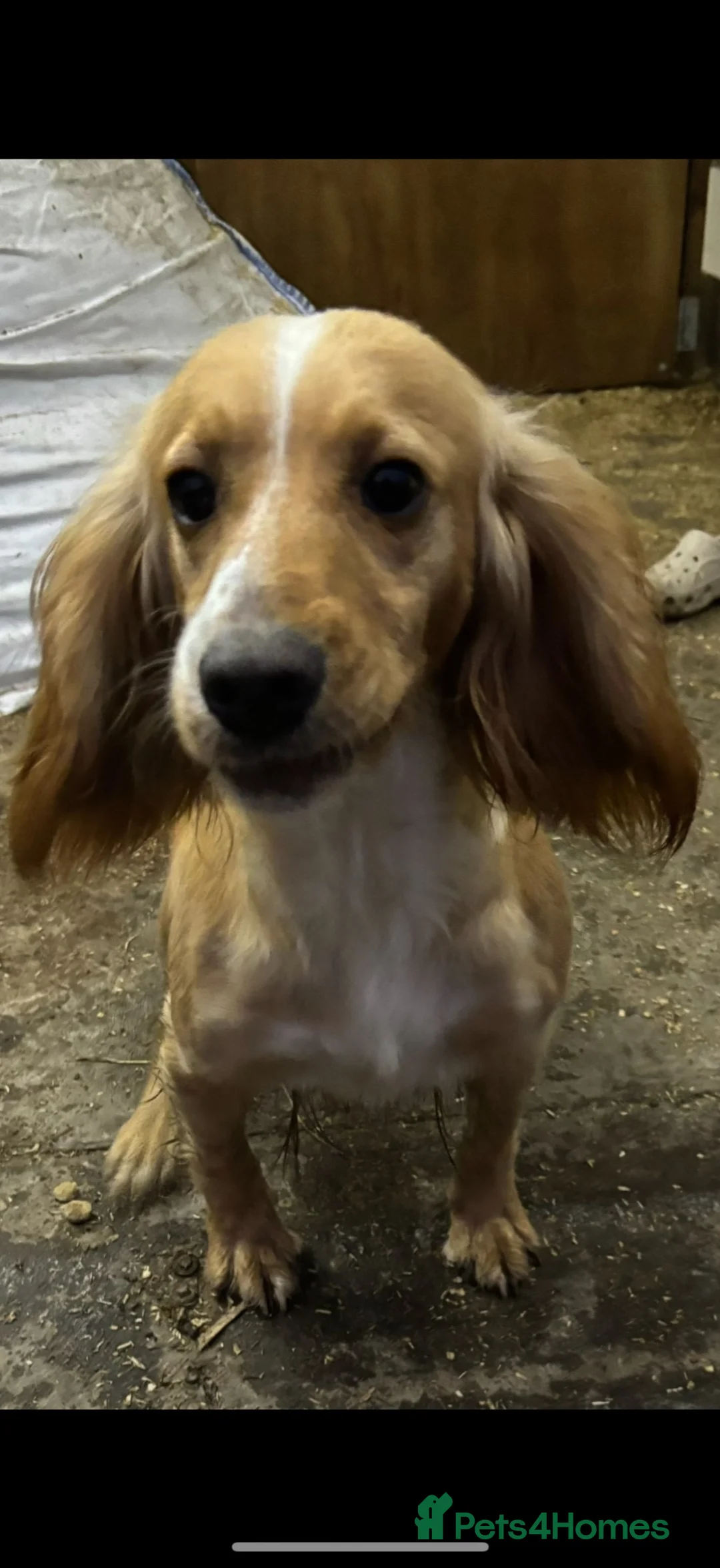 Cocker Spaniel dogs for sale: *Beautiful Litter Of Cockerspaniels* in Carnforth - Advert 2