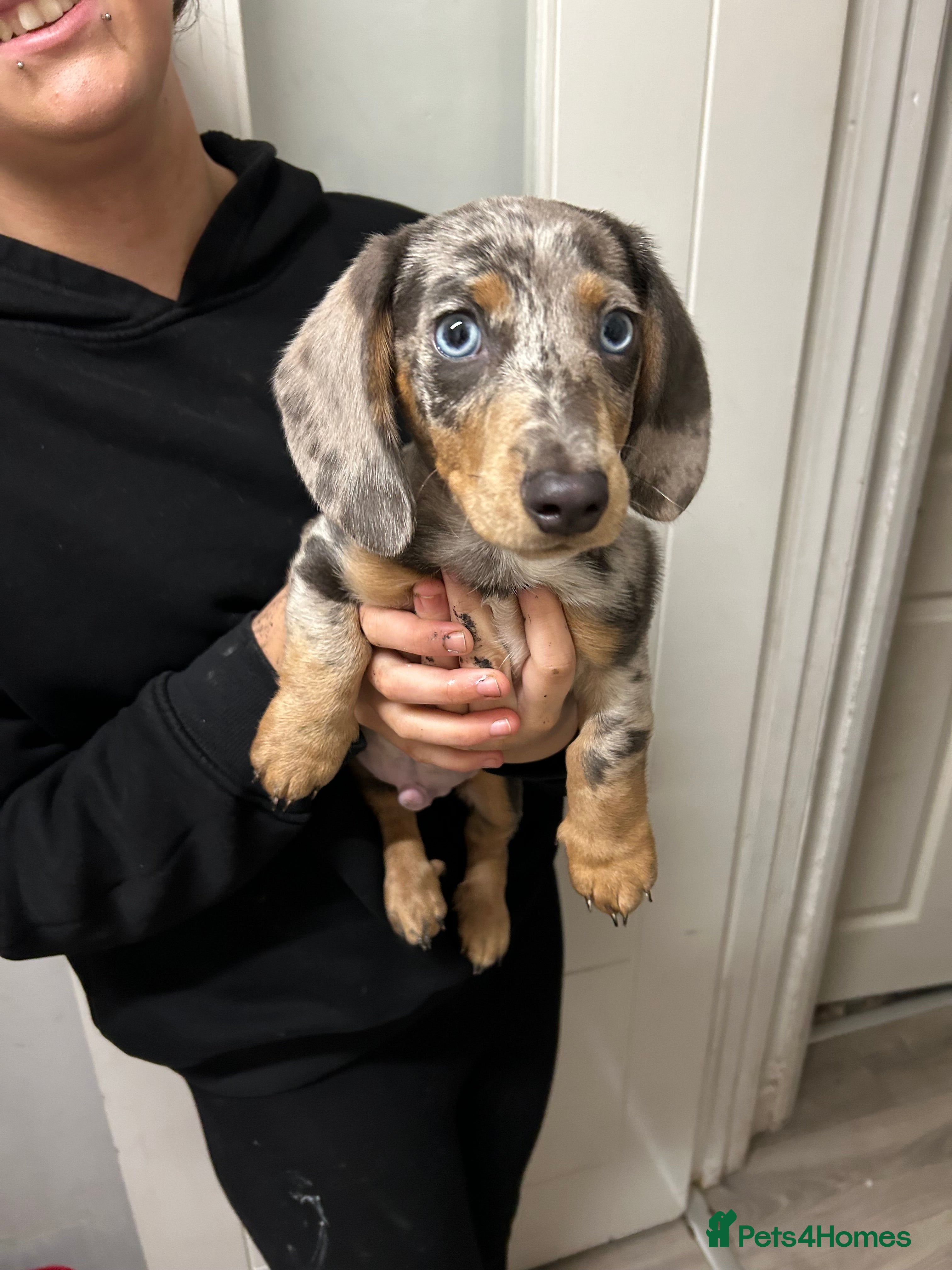 Dachshund dogs 15 week old Dapple dachshund puppy boy.  - Advert 6