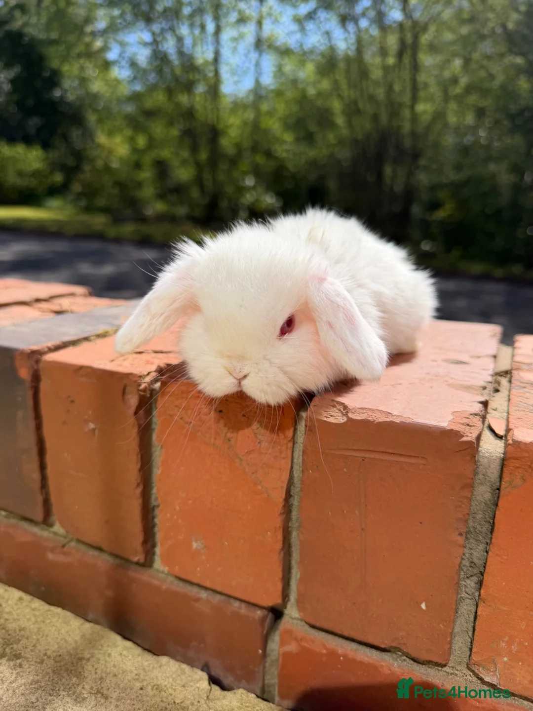 Mini Lop rabbits for sale: Beautiful mini lop babies  - Advert 5