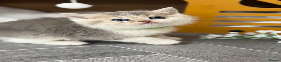 British Shorthair Kitten 2