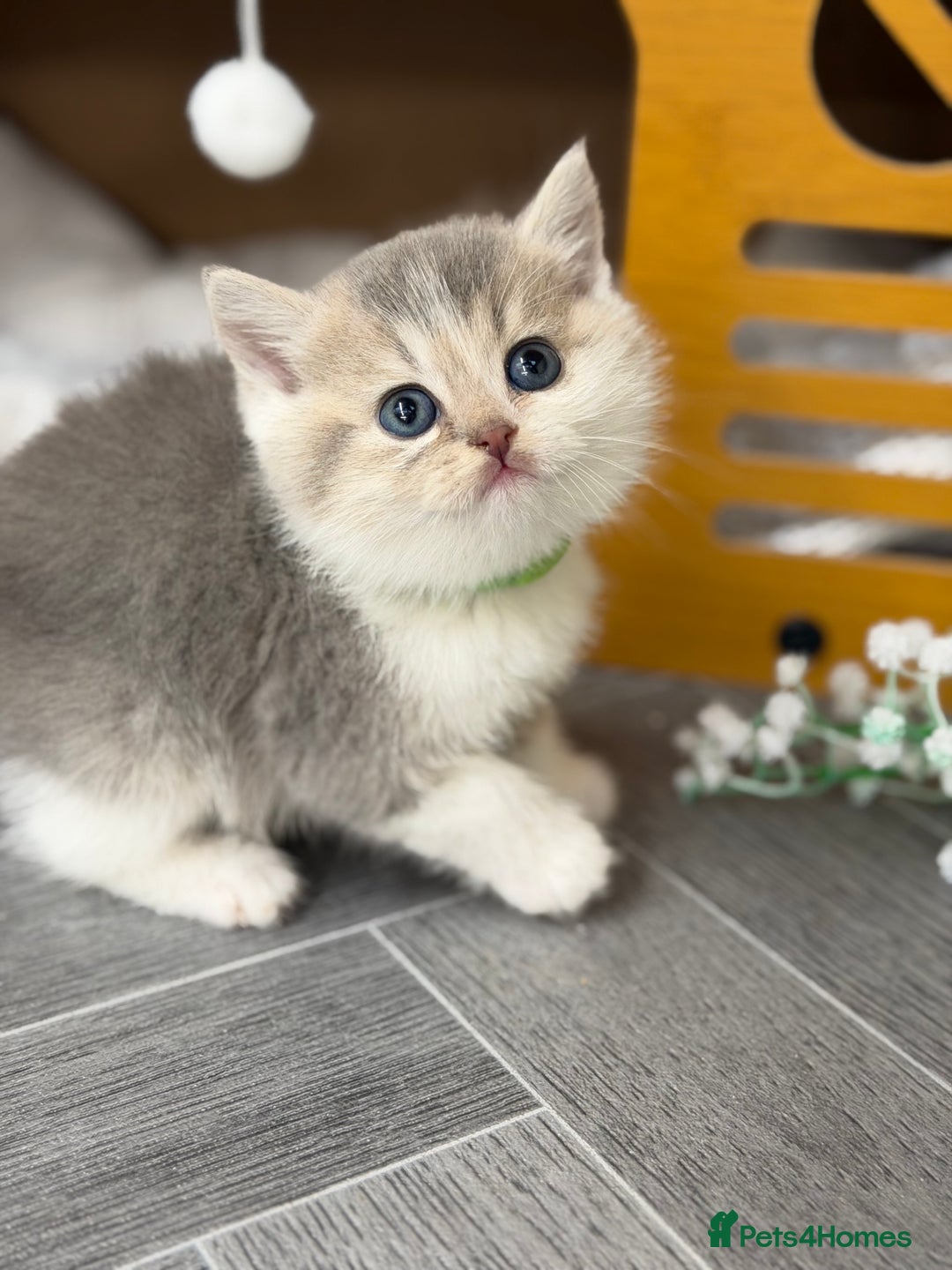 British Shorthair cats for sale: BSH tri- colour golden/blue/white kittens TICA - Image 12