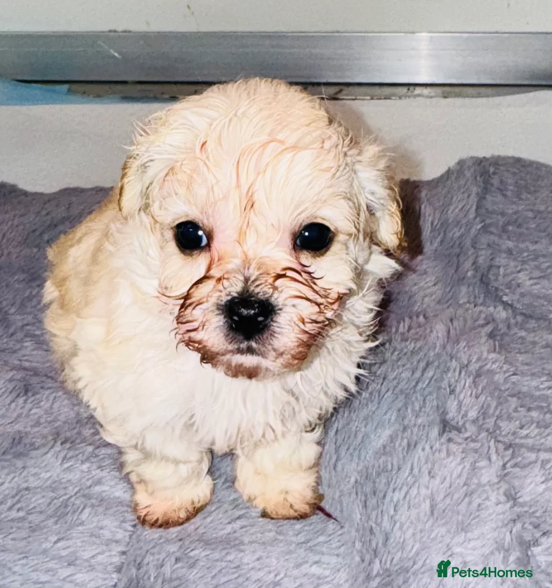 Maltipoo dogs for sale:    Beautiful Korean Maltipoo Puppies – 5 Week Old  - Advert 7