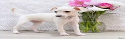 Italian Greyhound dogs for stud: RALPH AT STUD - Advert 7