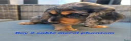 Cockapoo dogs for sale: ALAYKA our lovely Merle cockapoo has given birth. - Advert 5