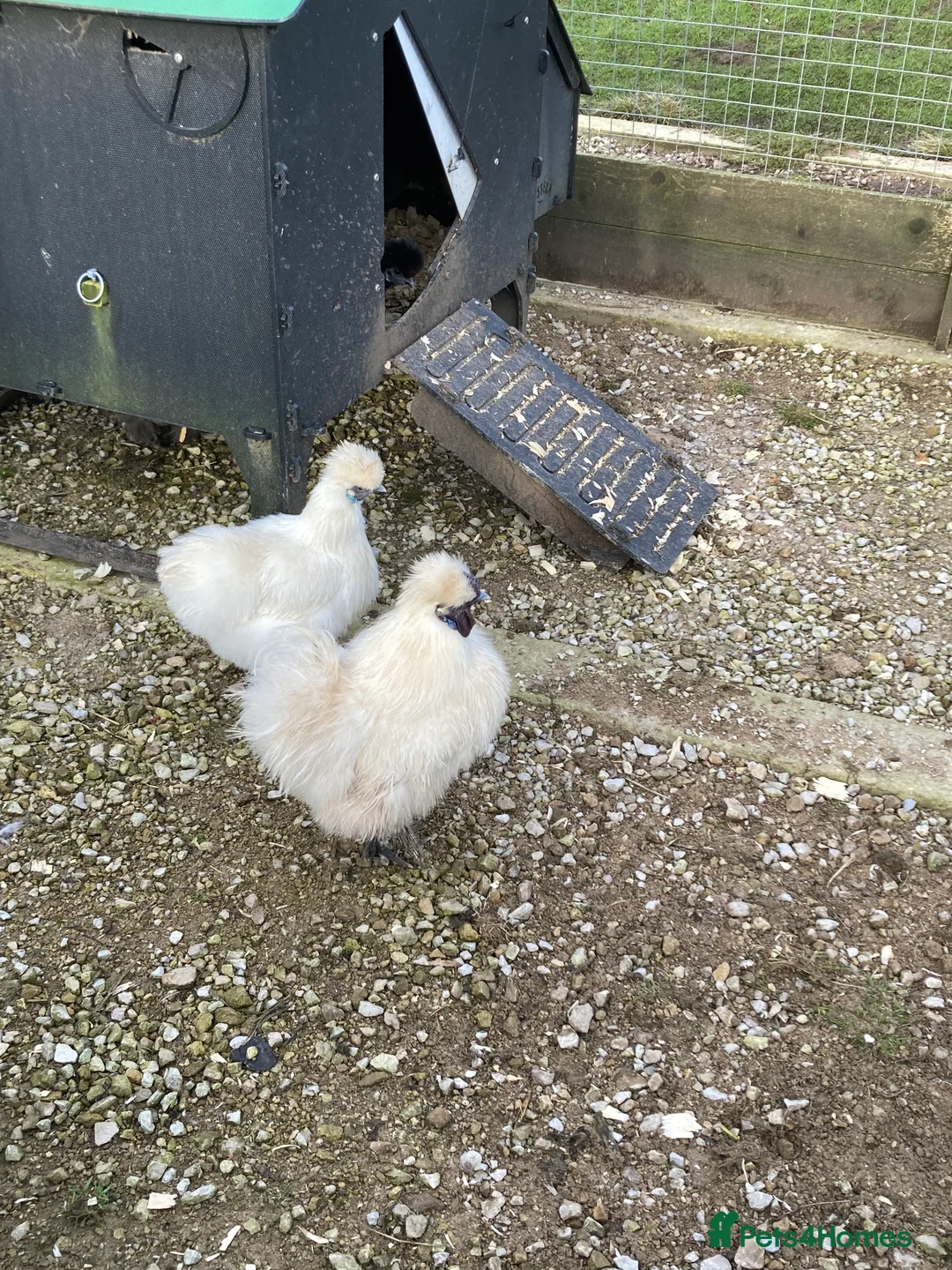 Chickens poultry for sale: Silkies mixed colours - Advert 7