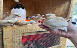 Chickens poultry for sale: Chicks - Image 24