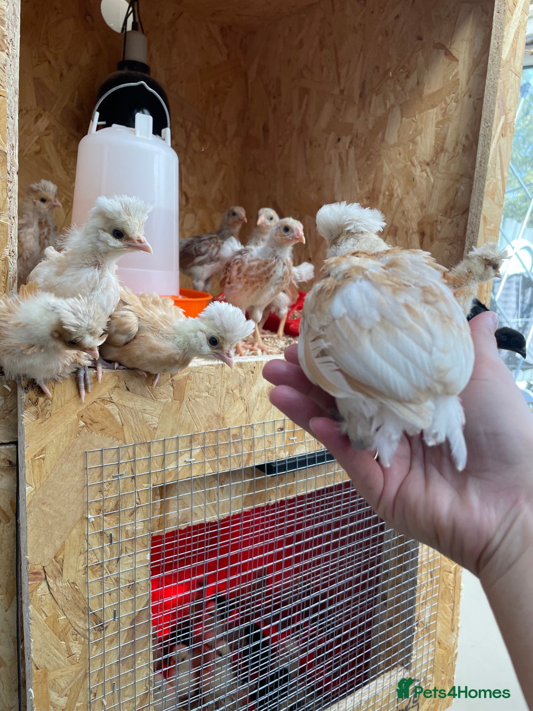 Chickens poultry for sale: Chicks - Image 24
