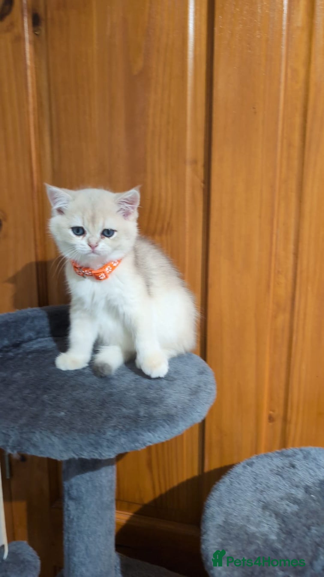 British Shorthair cats for sale: One lovely girl and three handsome boys  - Image 29