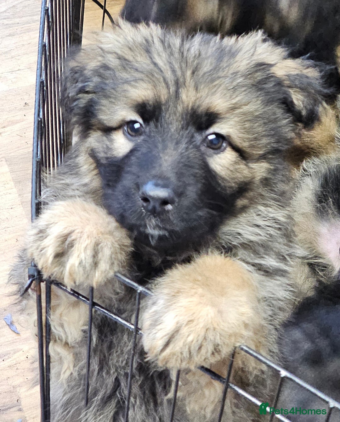 German Shepherd dogs for sale: German Shepherd puppies Kc registered  - Advert 2