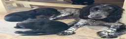 Cockerdor dogs for sale: 🐾 Gorgeous Cockerdor Puppies 🐾 - Advert 8