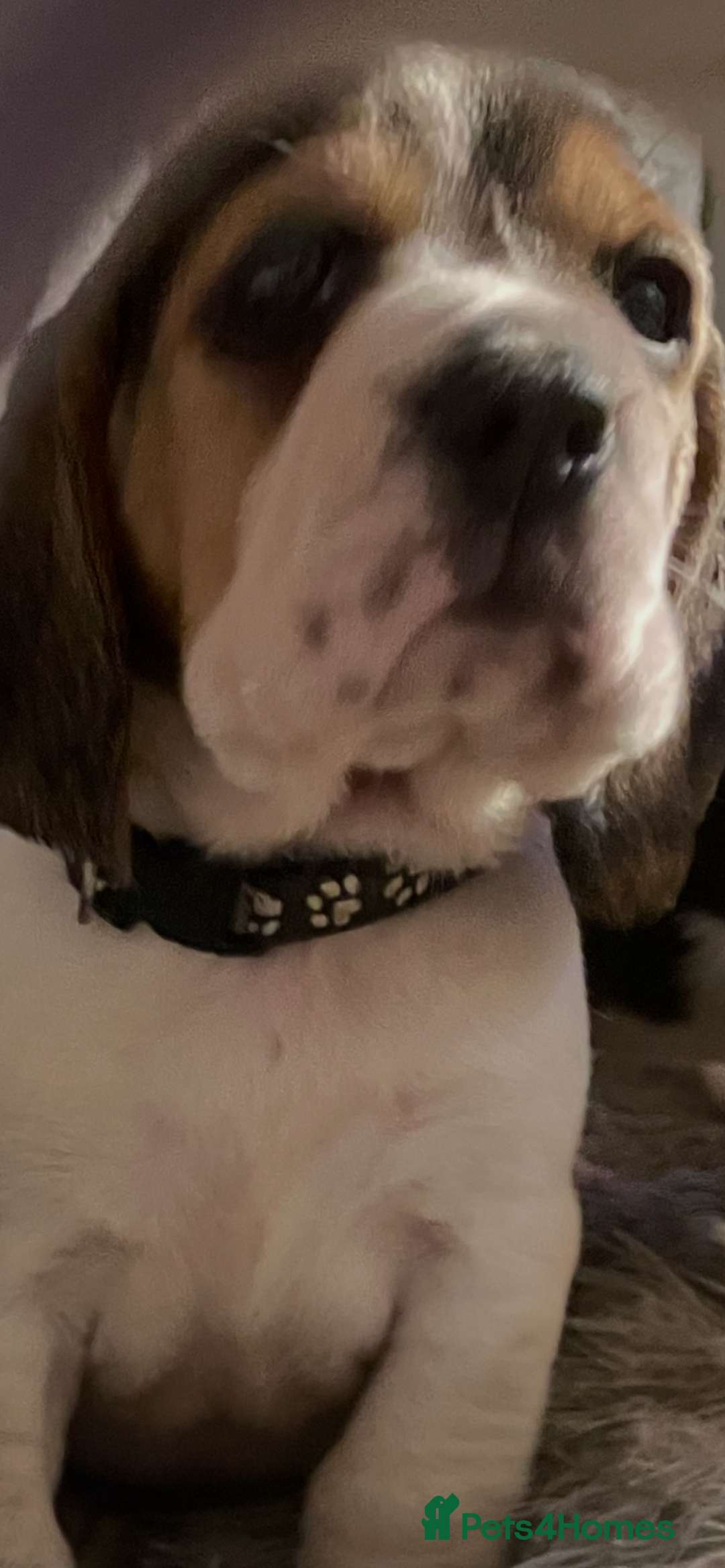 Beagle dogs for sale: 2tri girls kc reg ready after  **   - Advert 20