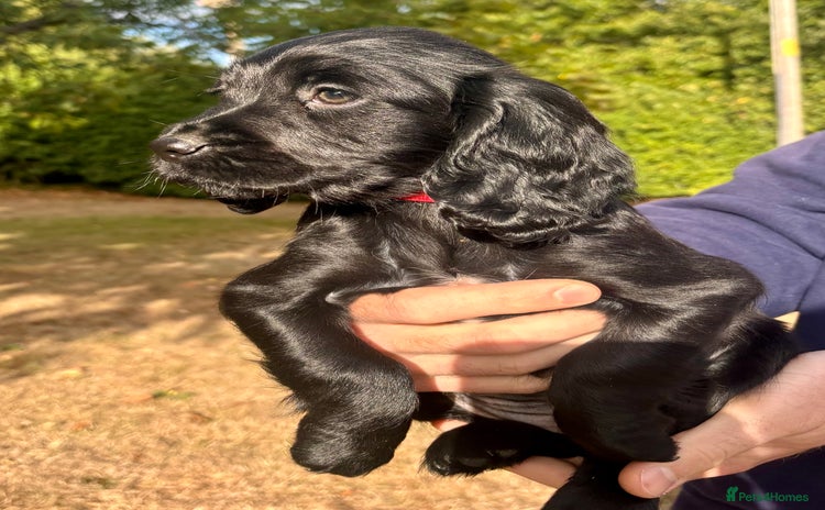 Sprocker dogs - Advert 13