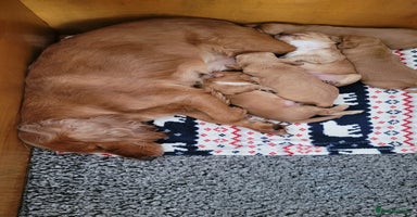 Cocker Spaniel dogs - Advert 5