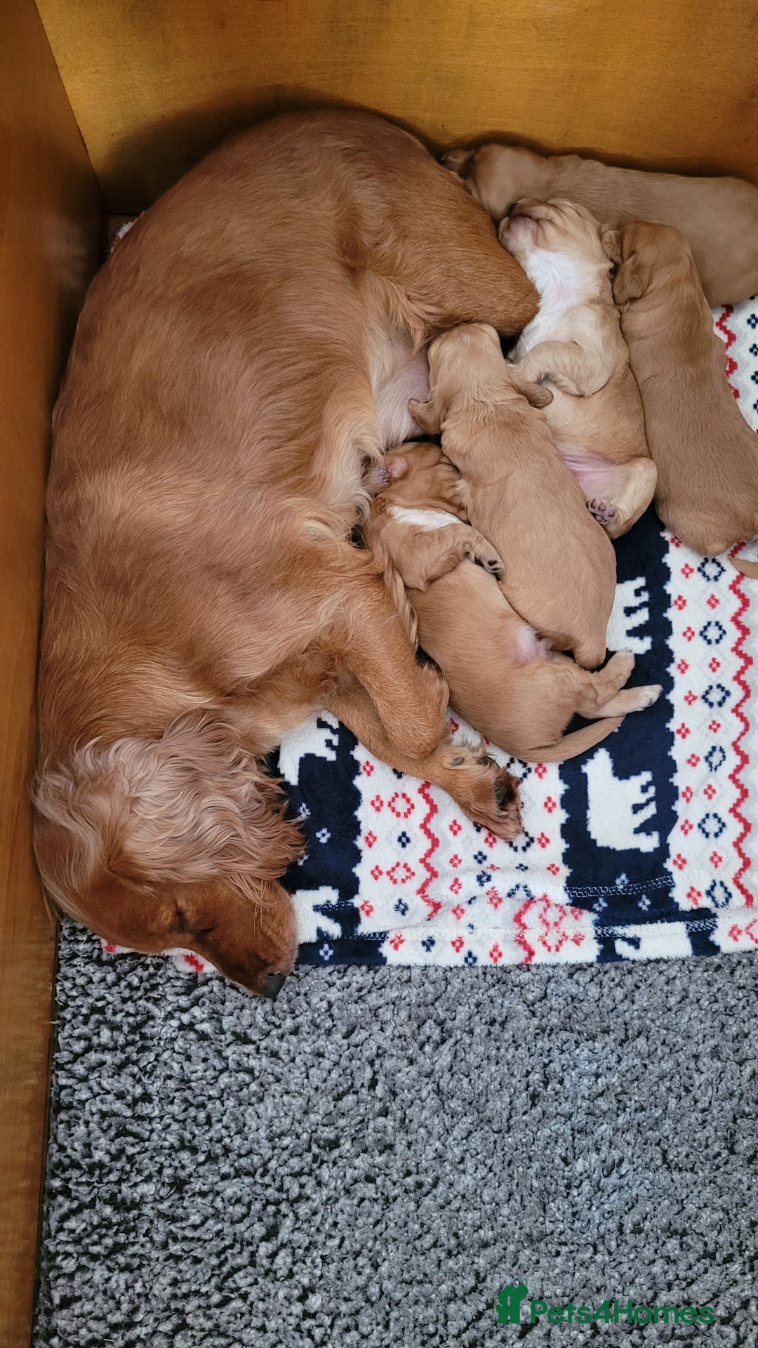 Cocker Spaniel dogs for sale: Beautiful golden cocker spaniel puppies  - Image 2