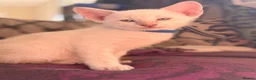 Siamese cats for sale: 🐾 Siamese kittens for sale 🐾 in Radstock - Advert 14
