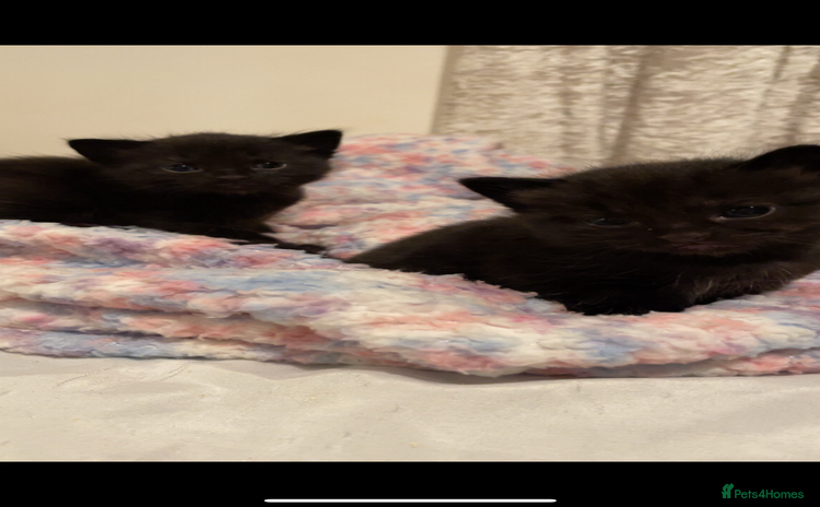 Mixed Breed cats - Advert 1