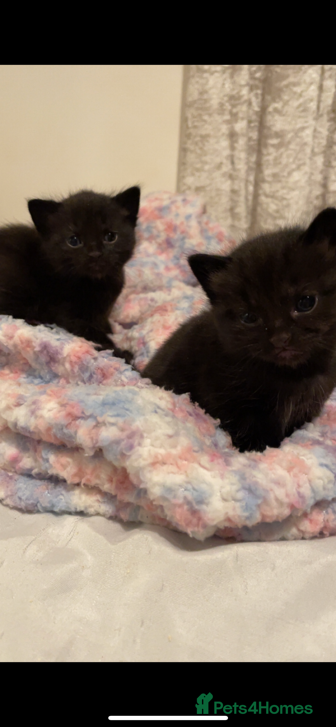 Mixed Breed cats for sale: 2 male kittens - Image 1