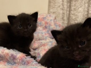 Mixed Breed cats - Advert 7