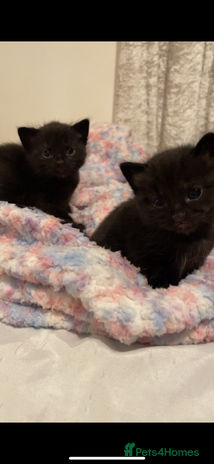 Mixed Breed cats - Advert 1