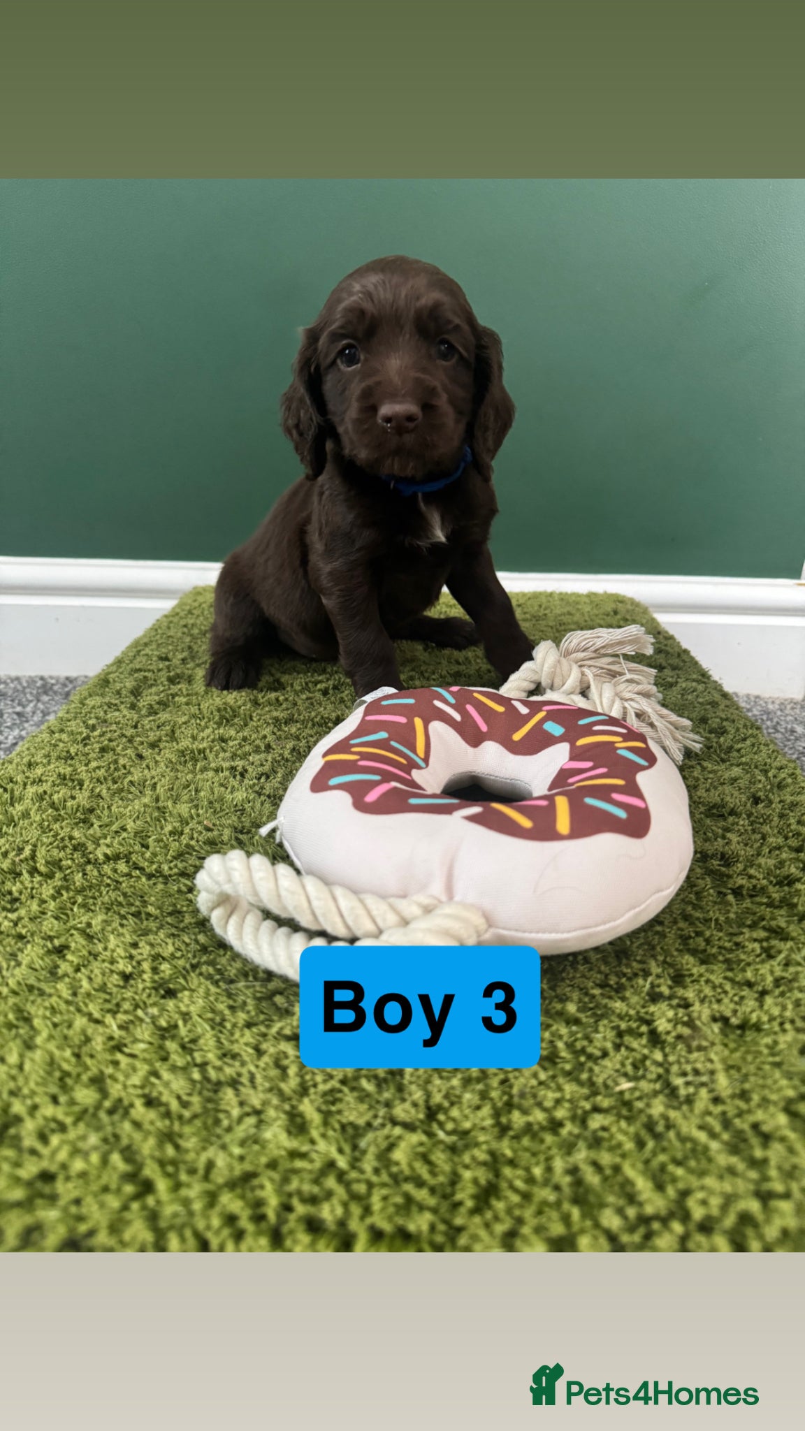 Cocker Spaniel dogs 3 Liver puppies left…Ready to leave in 19 days - Advert 1