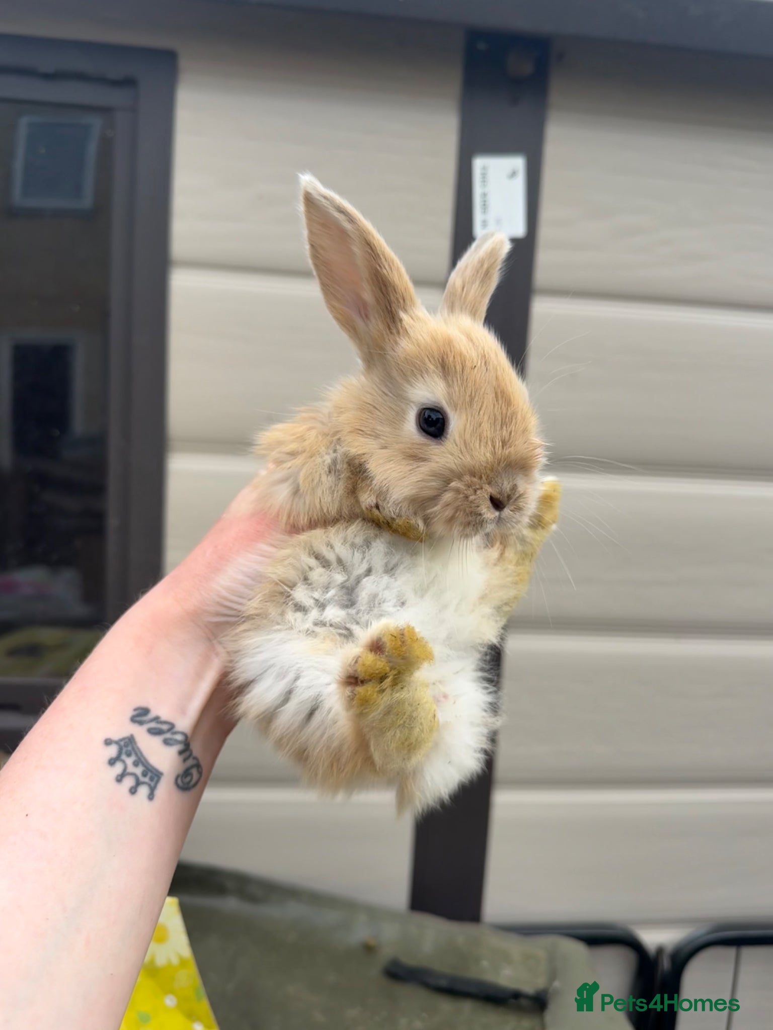 Continental Giant rabbits 3 x Continental X French lop Giants 🐰 Mixed Sexes - Advert 1