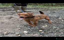 Lakeland Terrier dogs for sale: Red Lakeland terrier bitch - Image 7
