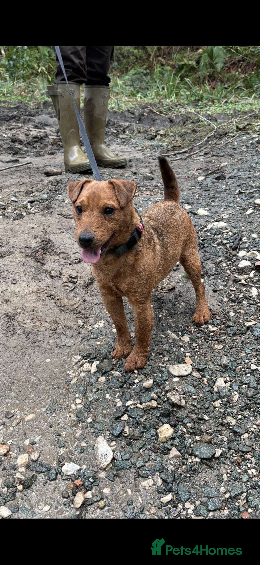 Lakeland Terrier dogs for sale: Red Lakeland terrier bitch - Image 7