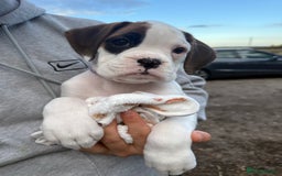 Boxer dogs for sale: Gorgeous KC Registered Boxer Pups - ONLY 1 LEFT - Image 1