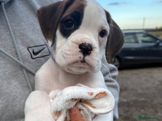 Boxer dogs - Advert 2