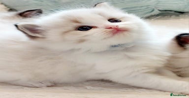 Ragdoll cats Beautiful Ragdoll  kittens raised with ❤️ - Advert 9