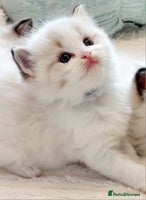 Ragdoll cats Beautiful Ragdoll kittens raised with ❤️ - Advert 9