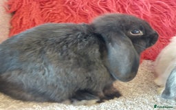 Mini Lop rabbits for sale: 2 minilop  brothers available  - Image 3