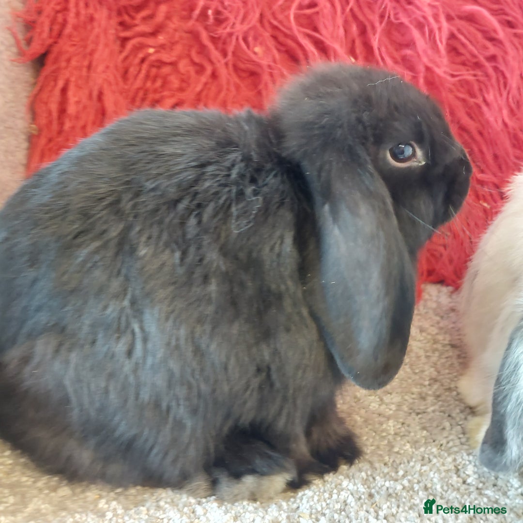 Mini Lop rabbits for sale: 2 minilop  brothers available  - Image 3