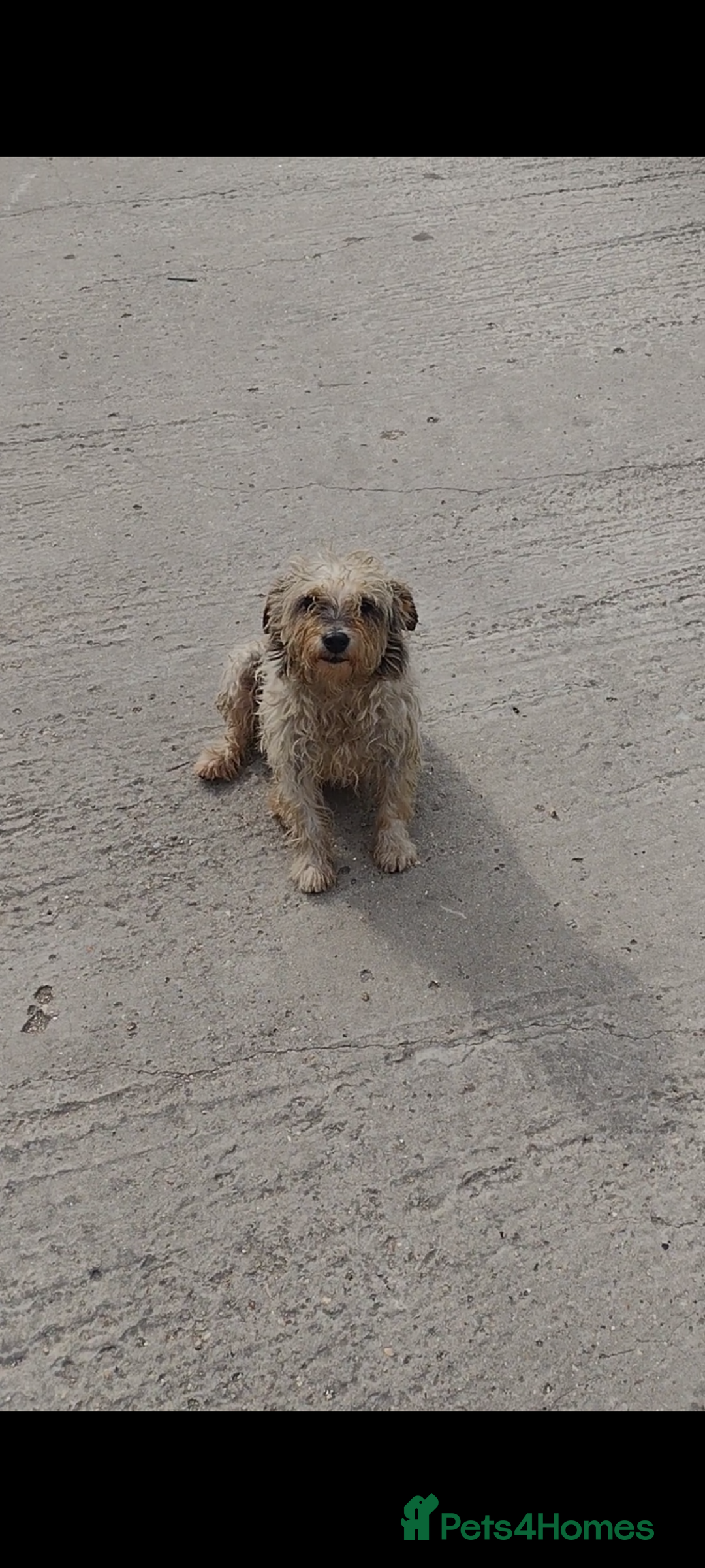 Mixed Breed dogs for sale: Hairy Jack russell for sale - Image 3