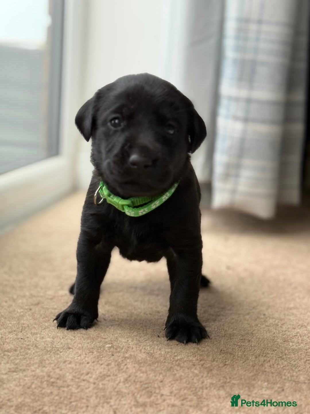 Labrador Retriever dogs for sale: KC registered Labrador Retriever puppies available - Advert 7