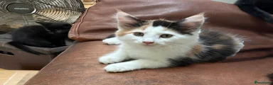 Bella - reserved