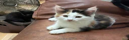 Maine Coon cats for sale: 3 beautiful Maine Coon kittens still available! - Advert 22