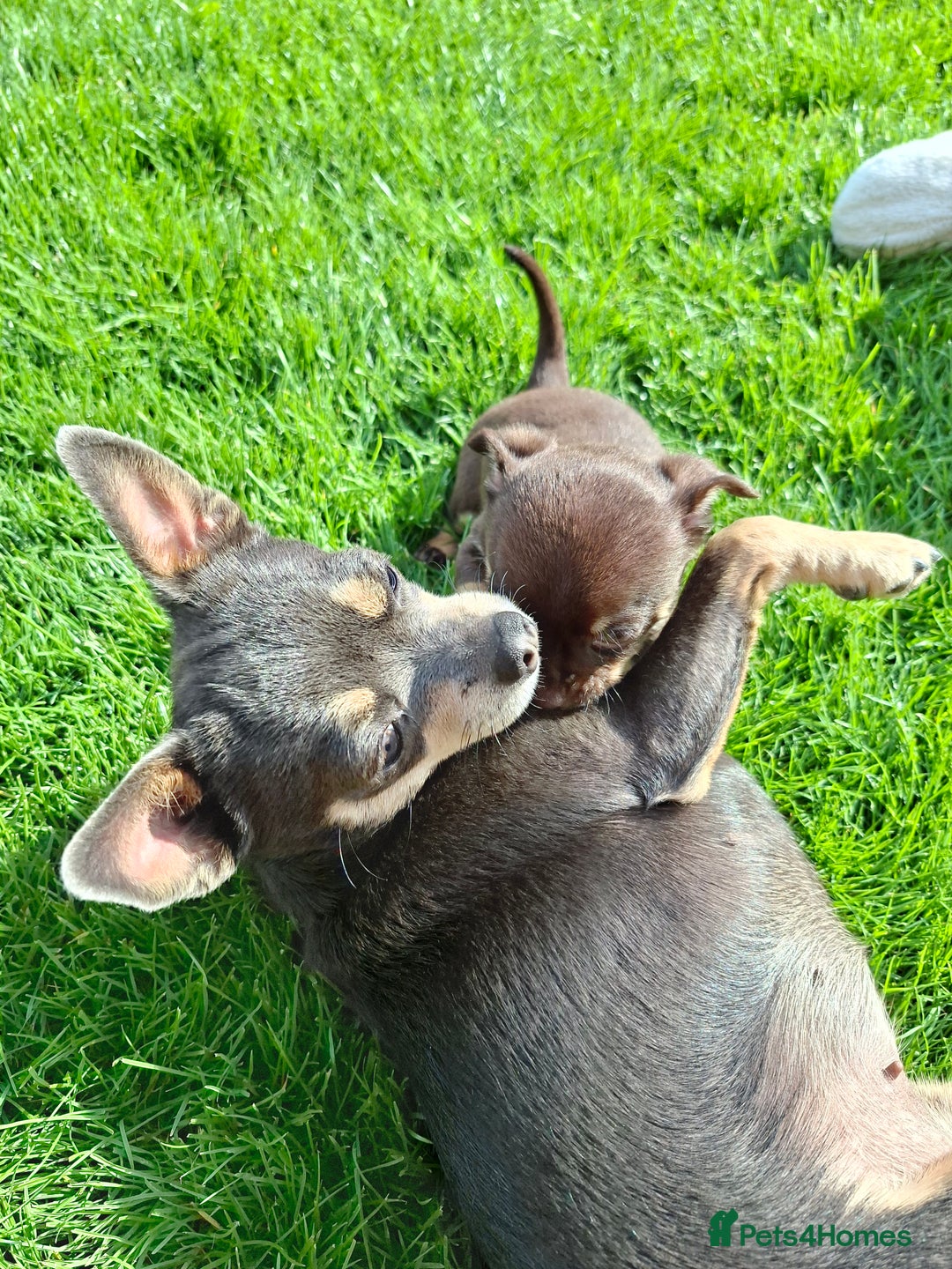 Chihuahua dogs for sale: 4 stunning chocolate and tan chihuahua puppys. - Image 12