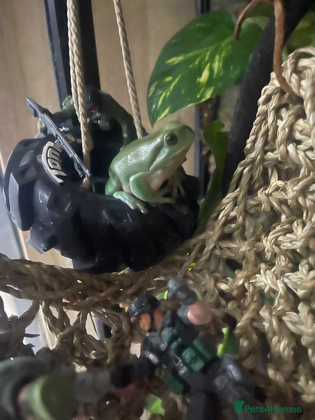 Frog reptiles for sale: 4x white tree frogs for sale - Image 1