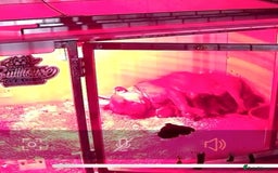 Staffordshire Bull Terrier dogs for sale: 7 Red Staffordshire Bull Terrier pups  - Advert 18