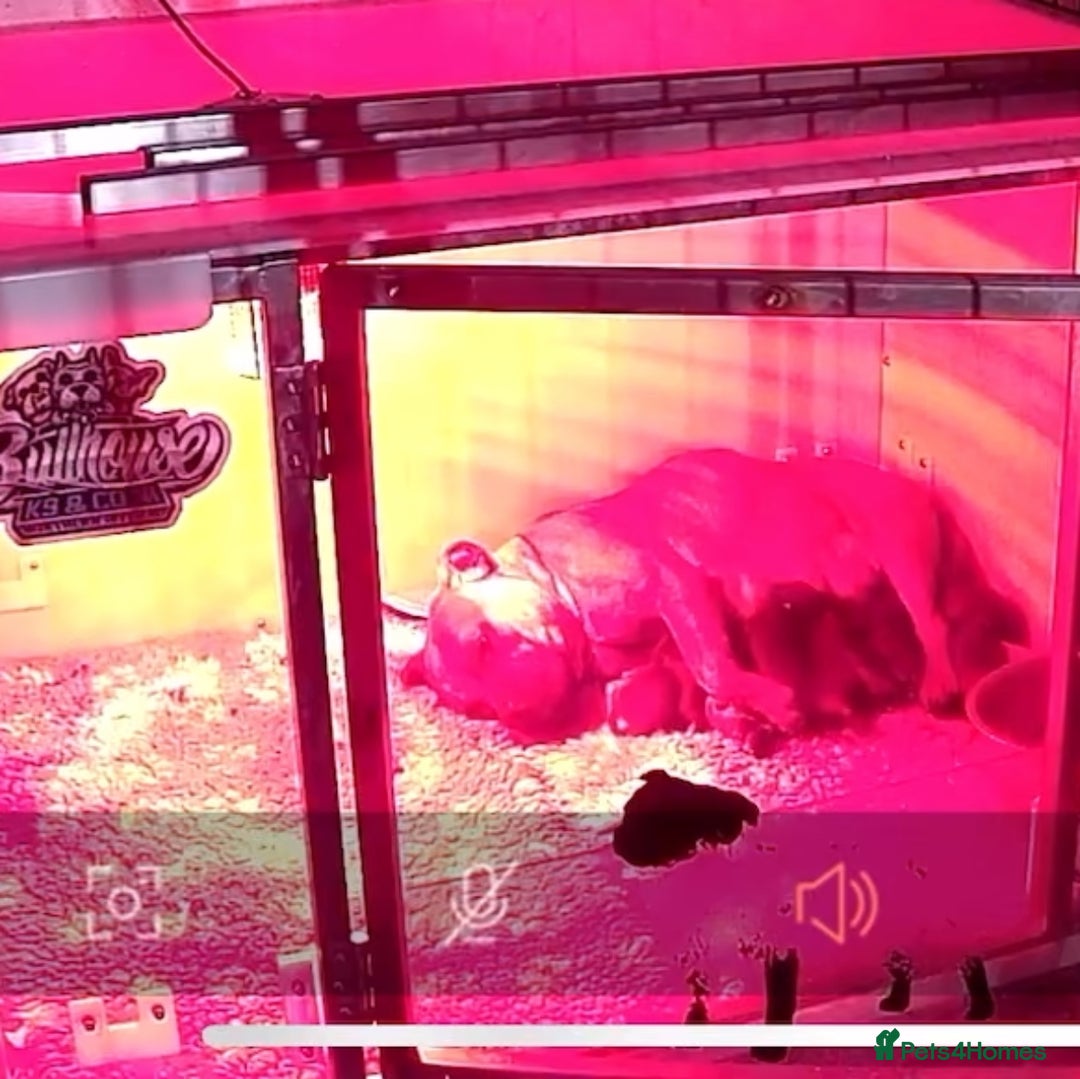 Staffordshire Bull Terrier dogs for sale: 7 Red Staffordshire Bull Terrier pups  - Advert 18