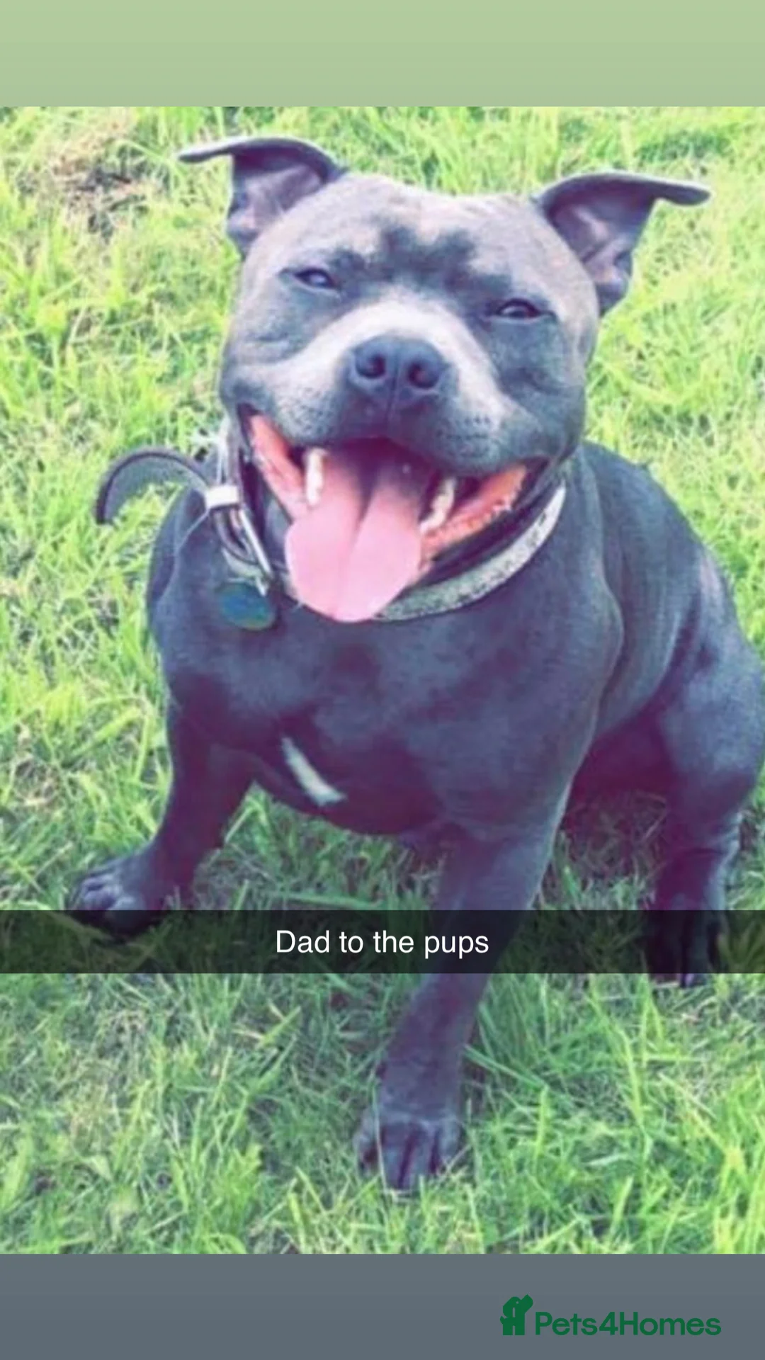 Staffordshire Bull Terrier dogs for sale: Champion lines Staffordshire bull terrier pups  - Advert 2